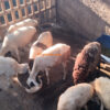 Harga Kambing Semarang 2024