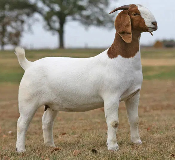 Jenis-Jenis Kambing yang Layak Diternakkan di Indonesia - Kambing Boer
