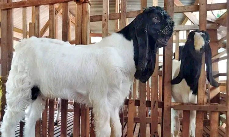 Jenis-Jenis Kambing yang Layak Diternakkan di Indonesia - Kambing Etawa