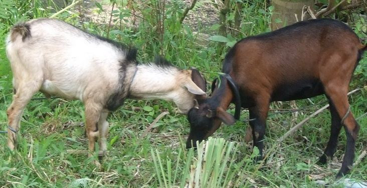 Jenis-Jenis Kambing yang Layak Diternakkan di Indonesia - Kambing Kacangan