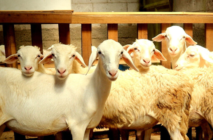 Peternakan Sapi dan Domba Modern Wira Mulya Farm Tegowanu Grobogan Jawa Tengah. Jual Domba dan Sapi Tegowanu Grobogan.