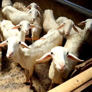 Jual domba jawa muda Wira Mulya Farm Tegowanu Grobogan. Domba jawa muda cocok untuk dijadikan masakan bergahan daging muda seperti sate, gulai & tengkleng.