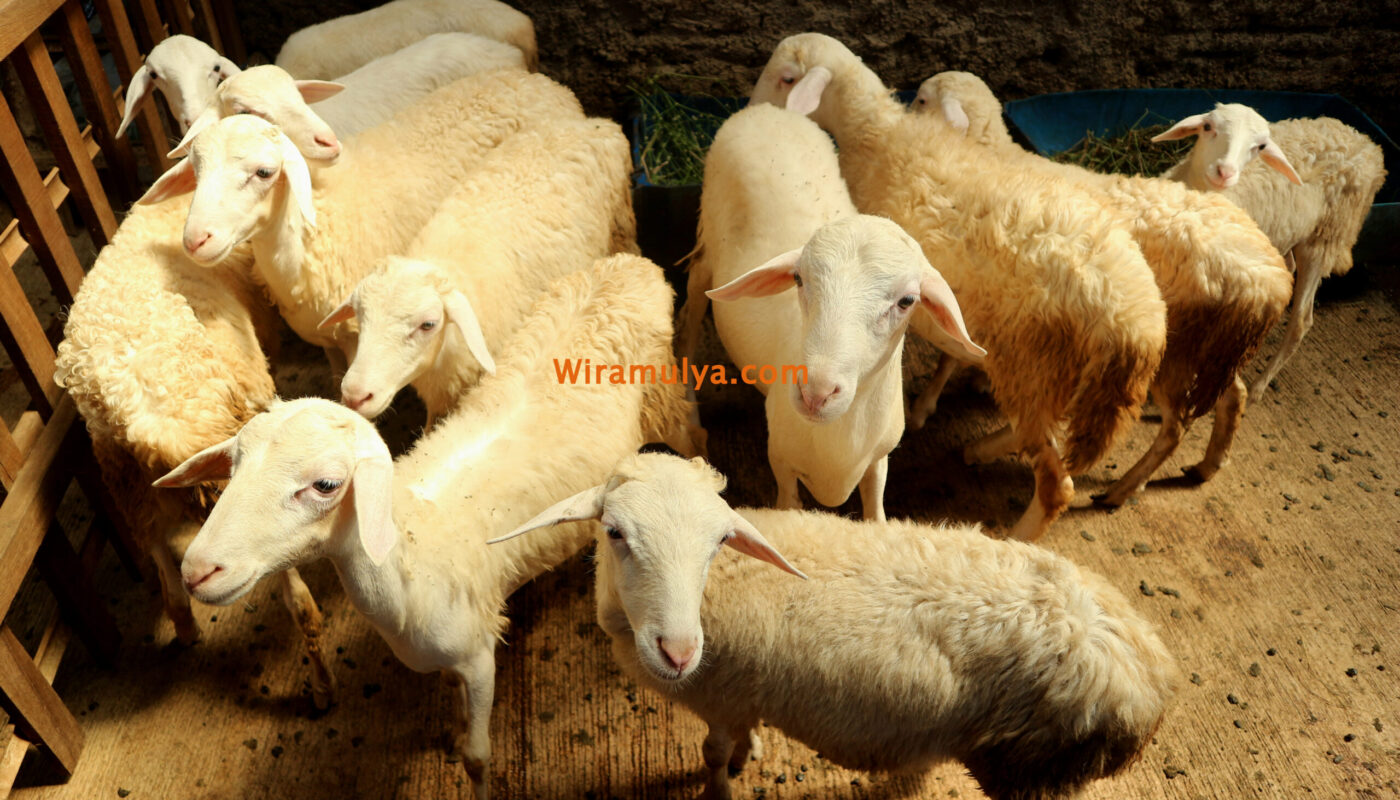 Kambing di Peternakan Kambing Grobogan Wira Mulya Farm. Jual Kambing Grobogan.