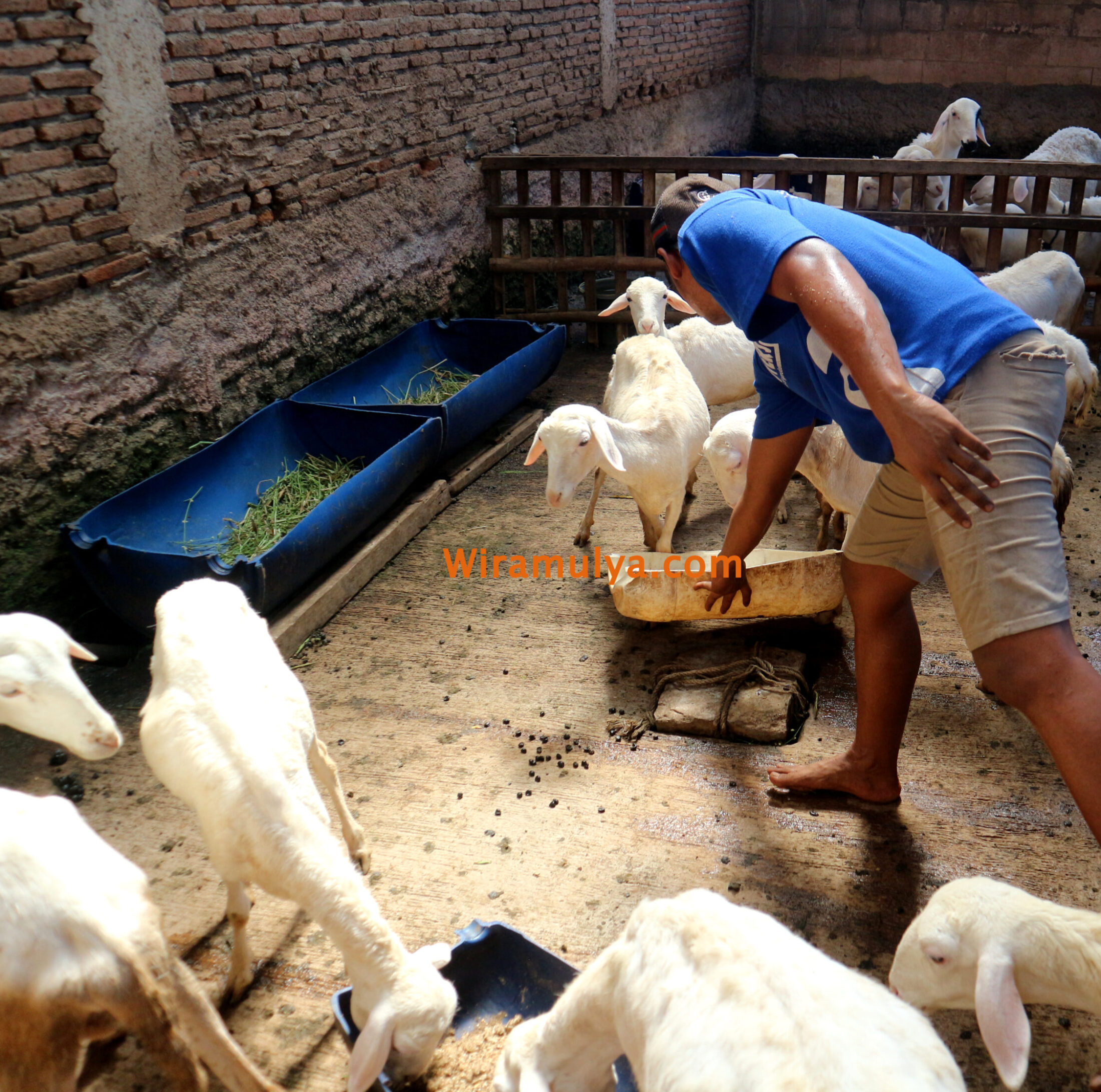 Jual Domba Tegowanu Grobogan Murah. Beli domba untuk keperluan Qurban dan Aqiqah murah dari peternak sapi & domba Wira Mulya Farm. Gratis ongkir ke Tegowanu. Jual Domba Tegowanu Grobogan Murah. Beli domba untuk keperluan Qurban dan Aqiqah murah dari peternak sapi & domba Wira Mulya Farm. Gratis ongkir ke Tegowanu.