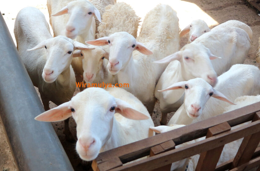 Jual Domba Aqiqah Murah Grobogan. Jual domba aqiqah murah Grobogan untuk acara Qurban dan Aqiqah murah dari peternak sapi dan domba Wira Mulya Farm Tegowanu.