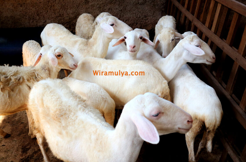 Jual domba jawa muda Wira Mulya Farm Tegowanu Grobogan. Domba jawa muda cocok untuk dijadikan masakan bergahan daging muda seperti sate, gulai & tengkleng.