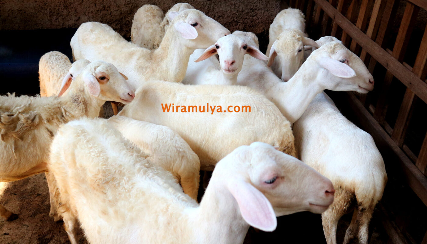 Kambing di Peternakan Kambing Grobogan Wira Mulya Farm. Jual Kambing Grobogan.