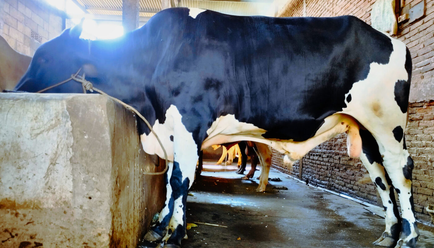 Sapi di Peternakan Sapi Grobogan Wira Mulya Farm. Jual Sapi Grobogan.