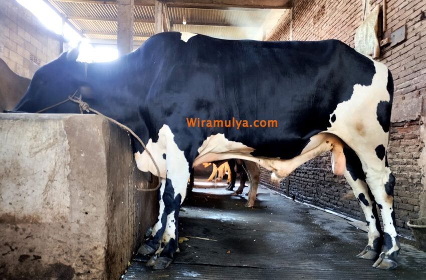 5 Rekomendasi Peternakan Sapi di Grobogan. Rekomendasi tempat peternakan sapi terbaik di kabupaten Grobogan. Tempat beli sapi di Grobogan Jawa Tengah.