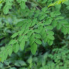 Mengintip Manfaat Daun Kelor Bagi Kesehatan - www.wiramulya.com
